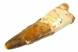 Fossil Spinosaurus Tooth - Real Dinosaur Tooth #354757-1